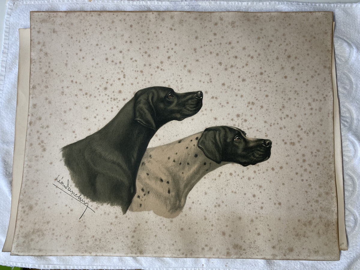 Estampe avant nettoyage avec rousseurs et grisaille
