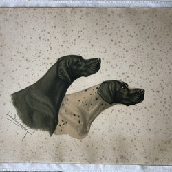 Estampe avant nettoyage avec rousseurs et grisaille